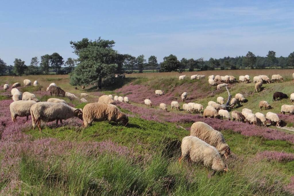 4-6 Persoons Vakantiewoning Met Eigen Tuin Villa Bakkeveen ภายนอก รูปภาพ